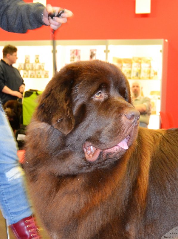 Фото: ньюфаундленд Brownblood MSK Alfa-Romeo Gold Baddy (Браунблад МСК Альфа-Ромео Голд Бадди)