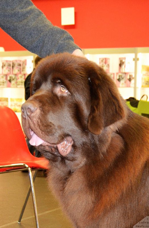 Фото: ньюфаундленд Brownblood MSK Alfa-Romeo Gold Baddy (Браунблад МСК Альфа-Ромео Голд Бадди)