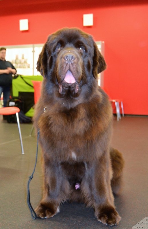Фото: ньюфаундленд Brownblood MSK Alfa-Romeo Gold Baddy (Браунблад МСК Альфа-Ромео Голд Бадди)