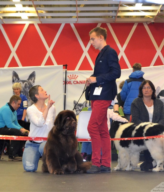 Фото: ньюфаундленд Brownblood MSK Alfa-Romeo Gold Baddy (Браунблад МСК Альфа-Ромео Голд Бадди)