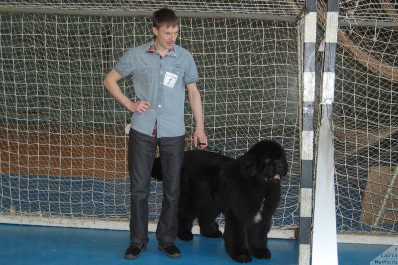 Фото: ньюфаундленд Darkflight Izumrud dlya Zamka Melvin (Даркфлайт Изумруд для Замка Мелвин)