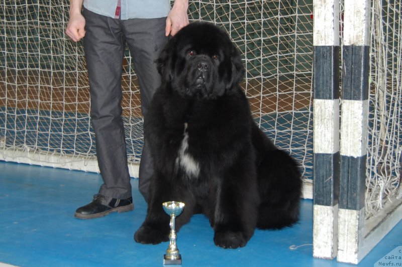 Фото: ньюфаундленд Darkflight Izumrud dlya Zamka Melvin (Даркфлайт Изумруд для Замка Мелвин)