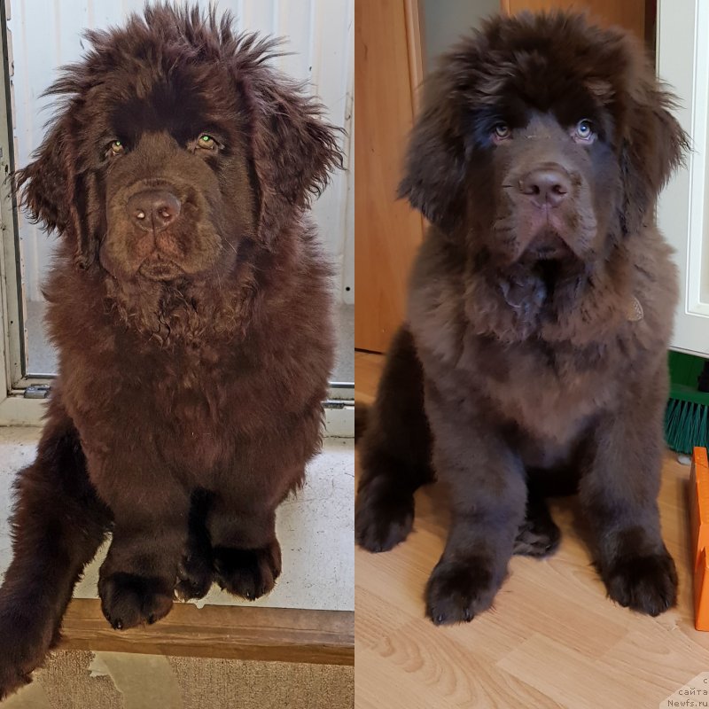 Фото: ньюфаундленд Kvintilian Brauni (Квинтилиан Брауни)