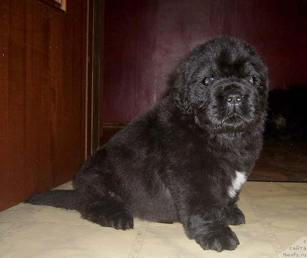 Фото: ньюфаундленд Super Bizon Gregori Greg (Супер Бизон Грегори Грег)