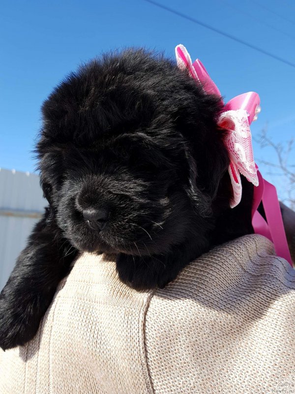 Фото: Щенок сука Розовая лента