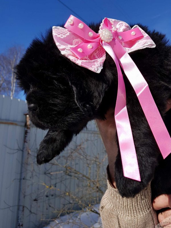Фото: Щенок сука Розовая лента