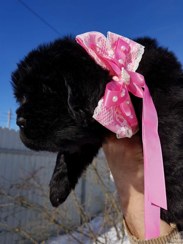 Фото: Щенок сука Розовая лента
