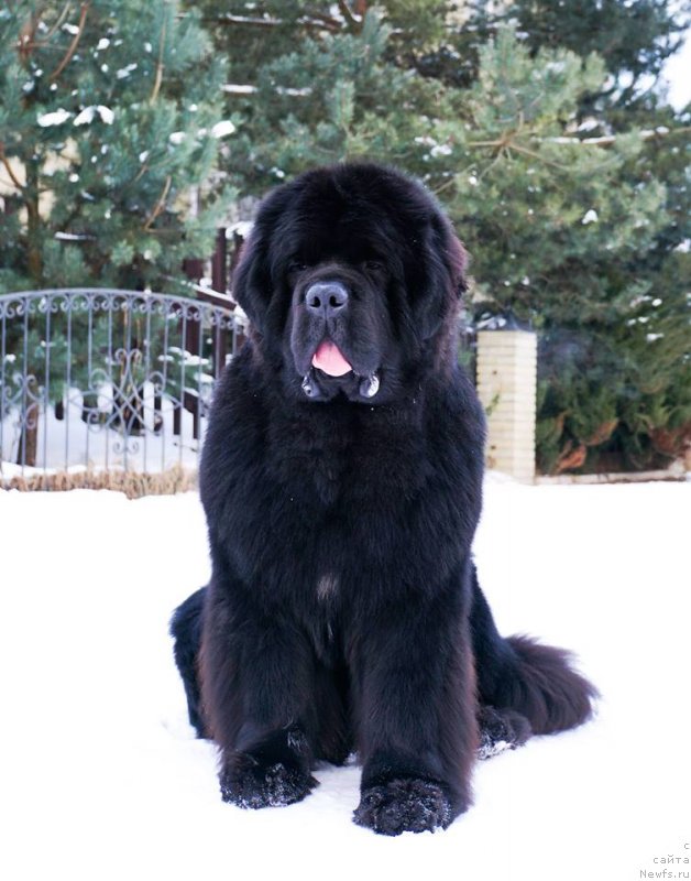 Фото: Viktor Hrischanovich (Виктор Хрищанович), ньюфаундленд I’mnotraising Doubts iz Volotova (И’мнотрэйзинг Дабтс из Волотова)