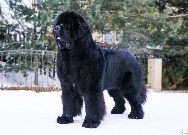 Фото: Viktor Hrischanovich (Виктор Хрищанович), ньюфаундленд I’mnotraising Doubts iz Volotova (И’мнотрэйзинг Дабтс из Волотова)