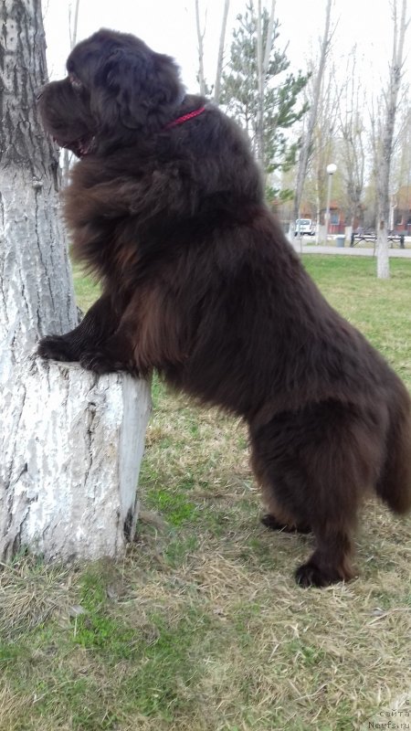 Фото: ньюфаундленд Akvatoriya Kelvin Selebreyshn (Акватория Келвин Селебрейшн)