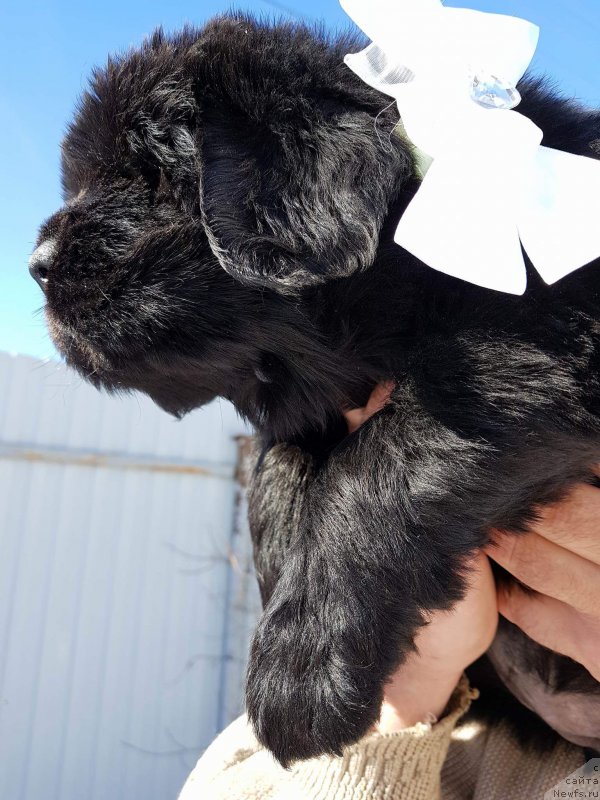 Фото: Сука Белая лента