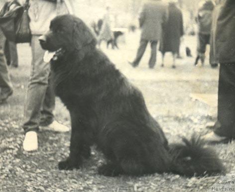 Фото: ньюфаундленд Byet Bryem (Бэт Брэм)