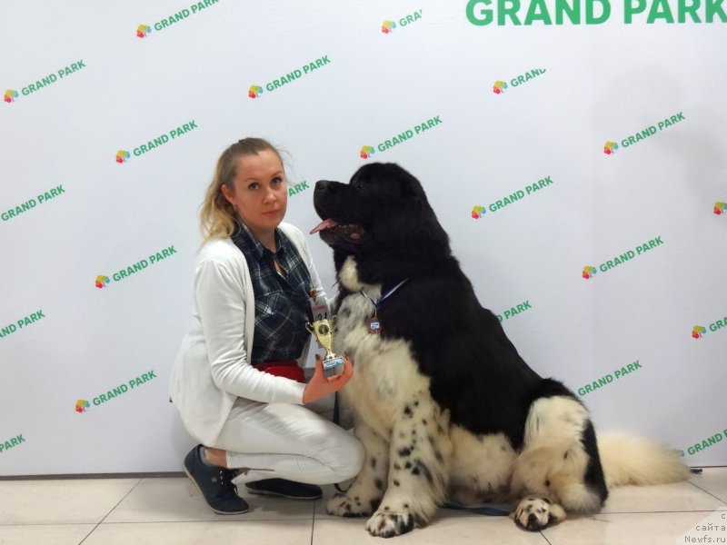 Фото: ньюфаундленд Greyt Milki Vey (Грейт Милки Вей)