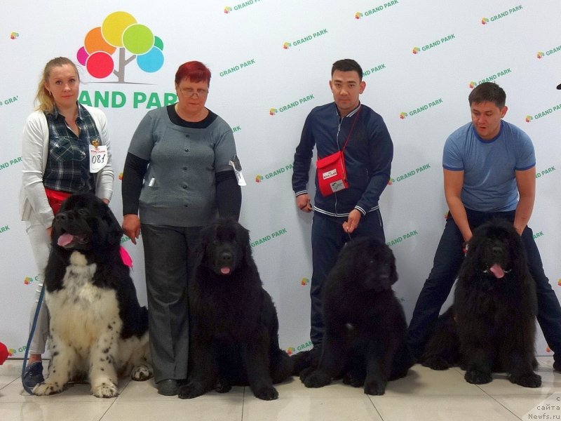 Фото: ньюфаундленд Greyt Milki Vey (Грейт Милки Вей), ньюфаундленд N'yufort Divnaya Diana (Ньюфорт Дивная Диана), ньюфаундленд Super Premium Hartford (Супер Премиум Хартфорд), ньюфаундленд YEksklyuziv Konnyekshen Glayva (Эксклюзив Коннэкшен Глайва)