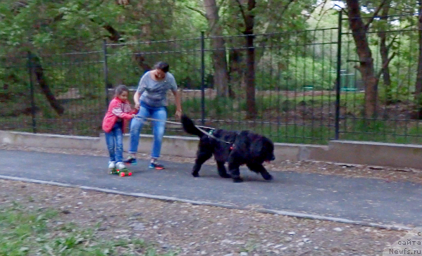 Фото: ньюфаундленд Jenev'ev Garni Ledyen (Женевьев Гарни Ледэн)