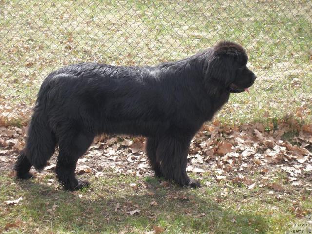 Фото: ньюфаундленд Black Marimon Bambi