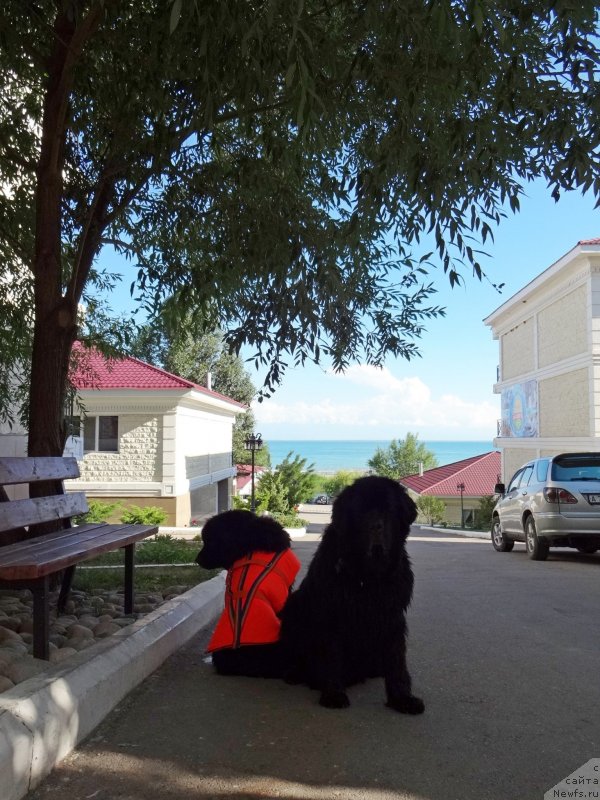 Фото: ньюфаундленд Jenev'ev Garni Ledyen (Женевьев Гарни Ледэн), ньюфаундленд Sent Djons Ulla for Kara Ayular (Сент Джонс Улла для Кара Аюлар)