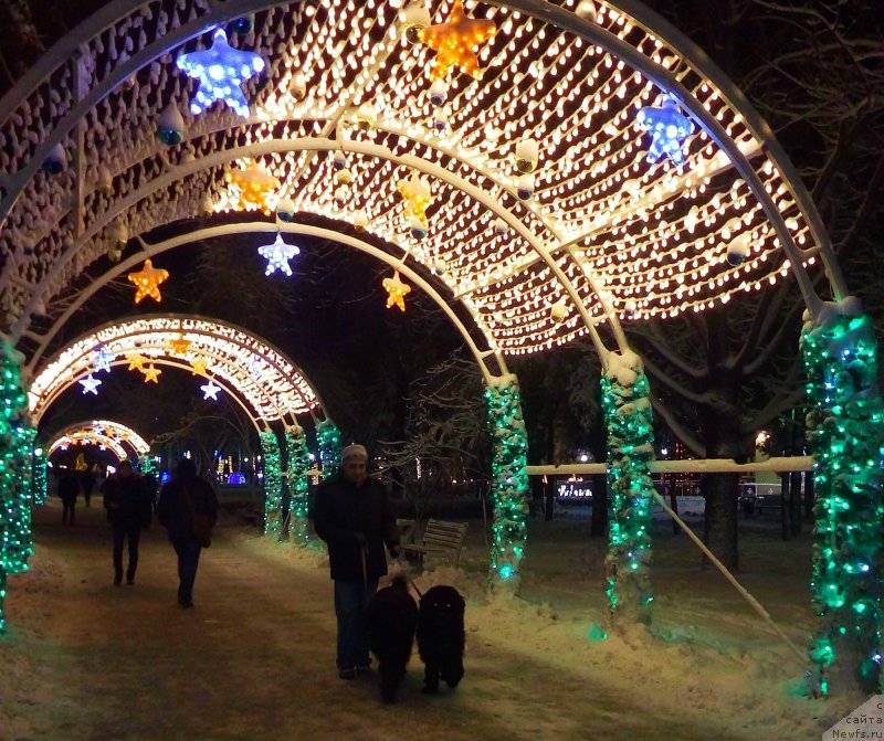 Фото: ньюфаундленд Jenev'ev Garni Ledyen (Женевьев Гарни Ледэн), ньюфаундленд Sent Djons Ulla for Kara Ayular (Сент Джонс Улла для Кара Аюлар)
