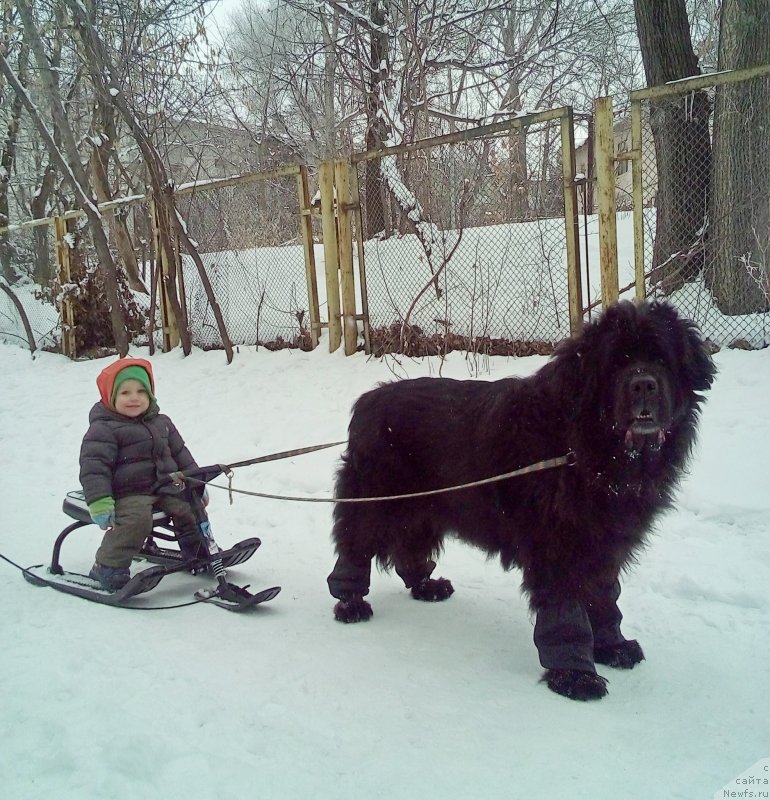 Фото: ньюфаундленд Sent Djons Ulla for Kara Ayular (Сент Джонс Улла для Кара Аюлар)