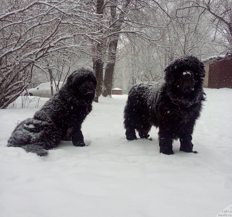Фото: ньюфаундленд Jenev'ev Garni Ledyen (Женевьев Гарни Ледэн), ньюфаундленд Sent Djons Ulla for Kara Ayular (Сент Джонс Улла для Кара Аюлар)
