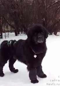 Фото: ньюфаундленд Jenev'ev Garni Ledyen (Женевьев Гарни Ледэн)