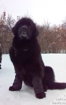 Фото: ньюфаундленд Jenev'ev Garni Ledyen (Женевьев Гарни Ледэн)