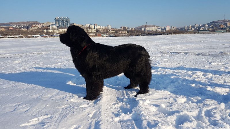 Фото: ньюфаундленд Talisman Morya Korvet (Талисман Моря Корвет)