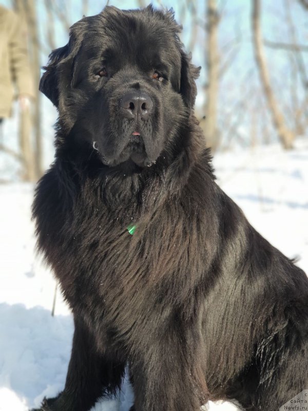 Фото: ньюфаундленд Talisman Morya Korvet (Талисман Моря Корвет)