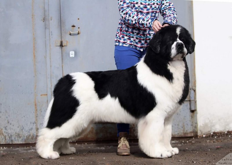 Фото: ньюфаундленд Fluffy Avalanch Surpassing All Expektations (Флюфи Аваланч Сурпассинг Алл Експестатионс)
