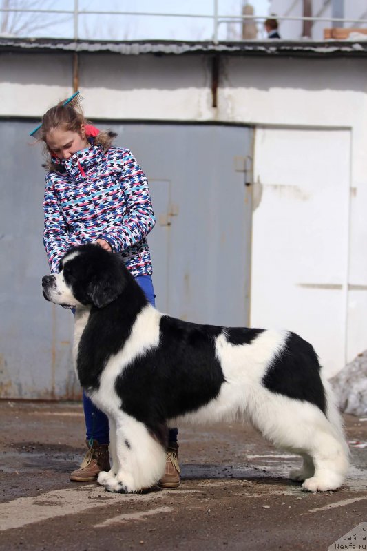 Фото: ньюфаундленд Fluffy Avalanch Surpassing All Expektations (Флюфи Аваланч Сурпассинг Алл Експестатионс)