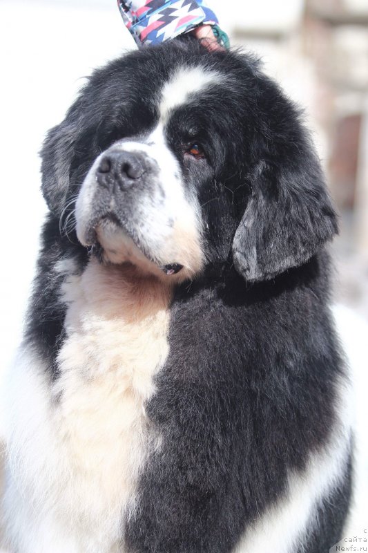 Фото: ньюфаундленд Fluffy Avalanch Surpassing All Expektations (Флюфи Аваланч Сурпассинг Алл Експестатионс)