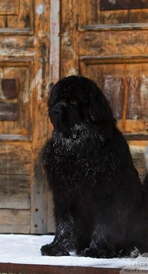 Фото: ньюфаундленд Korolevich Elisey ot Sibirskogo Medvedya (Королевич Елисей от Сибирского Медведя)