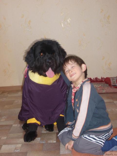 Фото: ньюфаундленд Ottava (Оттава)