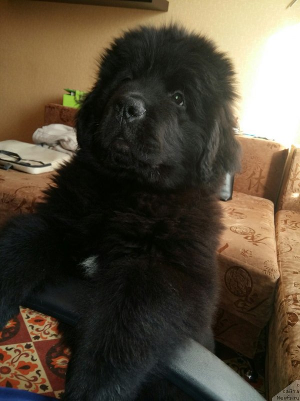 Фотография № 234481