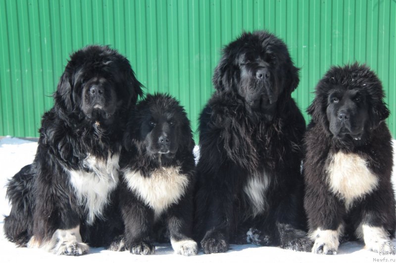 Фото: ньюфаундленд Ikona Stilya (Икона Стиля), ньюфаундленд Akvian Song Felichita (Аквиан Сонг Феличита), ньюфаундленд Akvian Song Lavatera (Аквиан Сонг Лаватера), ньюфаундленд Akvian Song Forbs (Аквиан Сонг Форбс)