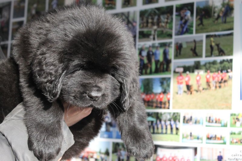 Фото: Щенок, ньюфаундленд Nazar Vyatskiy Medved (Назар Вятский Медведь), ньюфаундленд Nikol Yarkaya Zvezda (Николь Яркая Звезда)