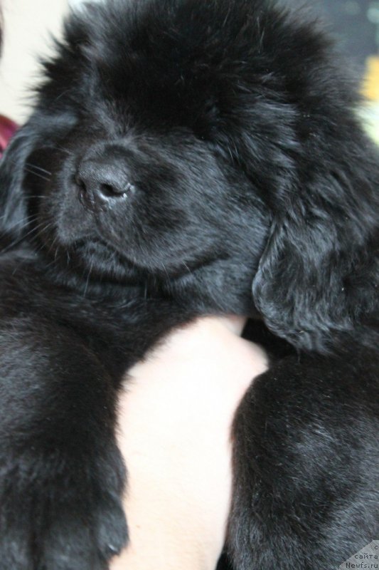 Фото: Щенок, ньюфаундленд Nikol Yarkaya Zvezda (Николь Яркая Звезда), ньюфаундленд Nazar Vyatskiy Medved (Назар Вятский Медведь)