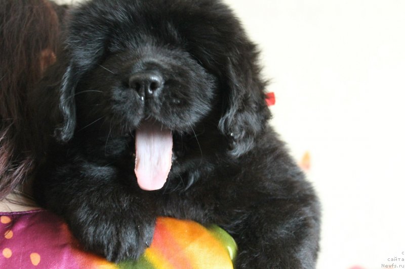 Фото: ньюфаундленд Nikol Yarkaya Zvezda (Николь Яркая Звезда), ньюфаундленд Nazar Vyatskiy Medved (Назар Вятский Медведь)