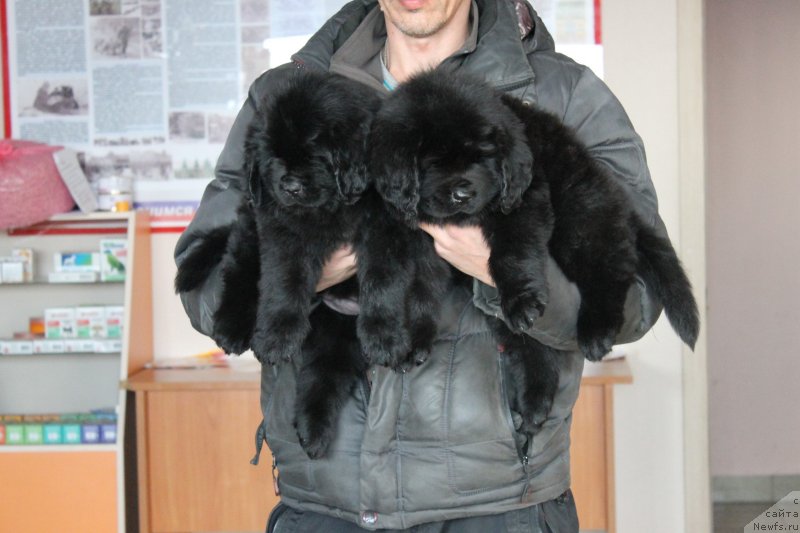 Фото: ньюфаундленд Nikol Yarkaya Zvezda (Николь Яркая Звезда), ньюфаундленд Nazar Vyatskiy Medved (Назар Вятский Медведь)