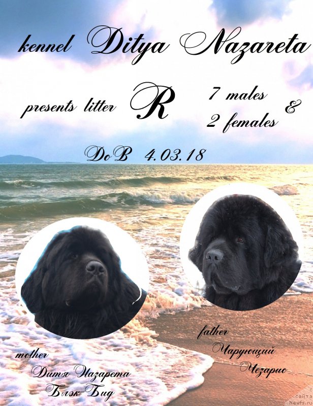 Фотография № 234504