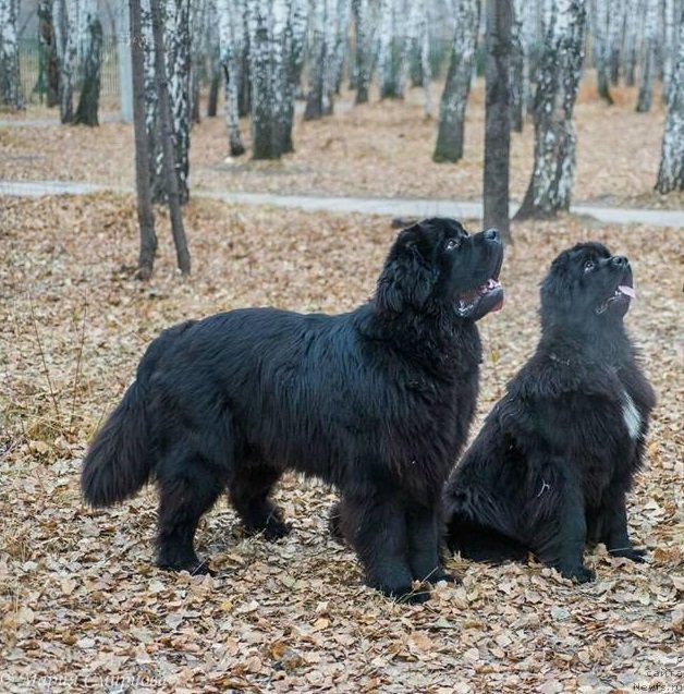 Фото: ньюфаундленд Korolevich Elisey ot Sibirskogo Medvedya (Королевич Елисей от Сибирского Медведя), ньюфаундленд N'yufort Jordjiya (Ньюфорт Жорджия)