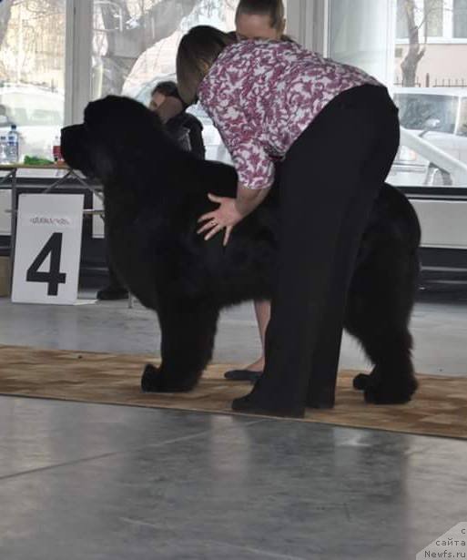 Фото: ньюфаундленд Korolevich Elisey ot Sibirskogo Medvedya (Королевич Елисей от Сибирского Медведя)