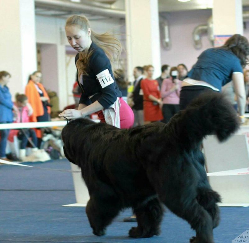 Фото: ньюфаундленд Korolevich Elisey ot Sibirskogo Medvedya (Королевич Елисей от Сибирского Медведя)