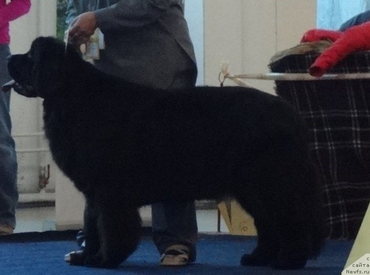 Фото: ньюфаундленд N'yufort Jordjiya (Ньюфорт Жорджия)