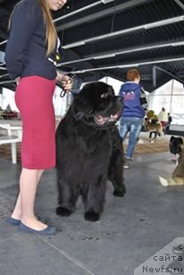 Фото: ньюфаундленд Korolevich Elisey ot Sibirskogo Medvedya (Королевич Елисей от Сибирского Медведя)