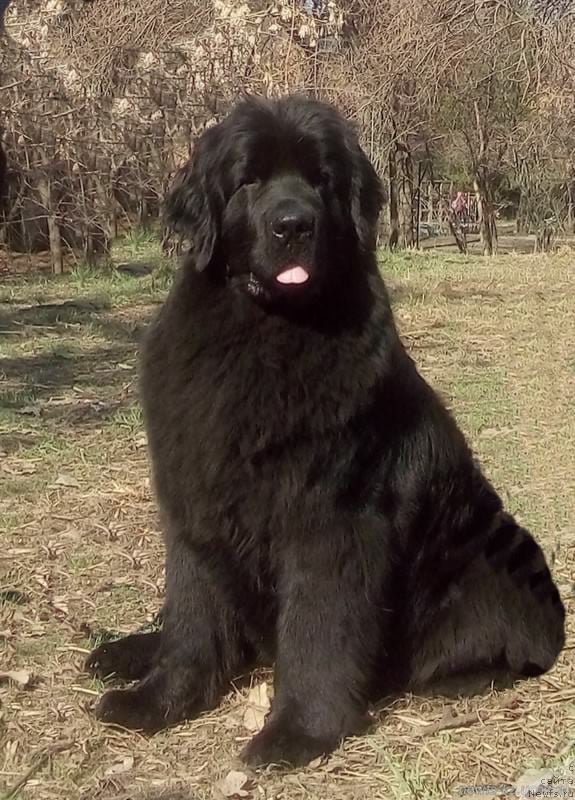 Фото: ньюфаундленд N'yufort Divnaya Diana (Ньюфорт Дивная Диана)