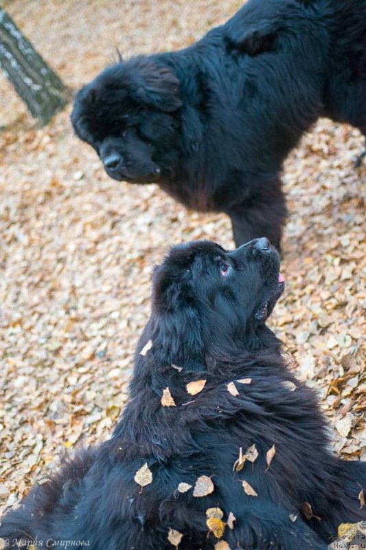 Фото: ньюфаундленд N'yufort Jordjiya (Ньюфорт Жорджия), ньюфаундленд Korolevich Elisey ot Sibirskogo Medvedya (Королевич Елисей от Сибирского Медведя)