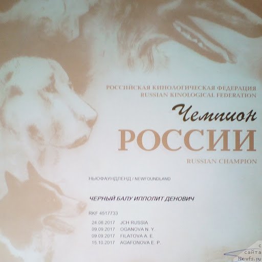 Фото: ньюфаундленд CHernyiy Balu Ippolit Denovich (Черный Балу Ипполит Денович)