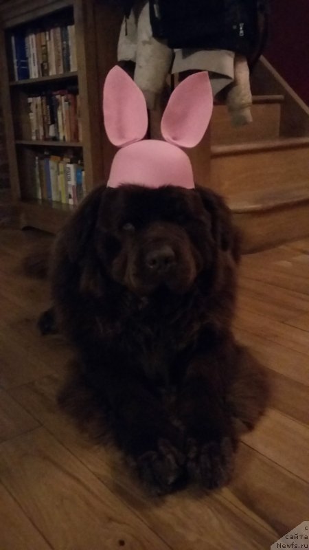 Фотография № 234526