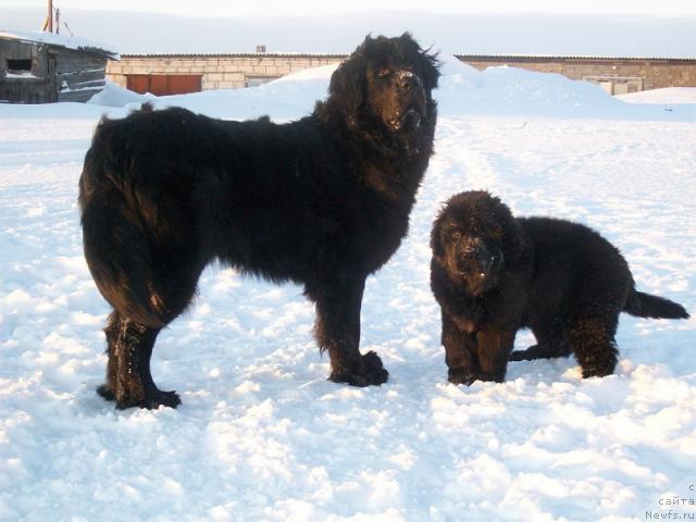 Фото: ньюфаундленд Gloriya Grand Blek (Глория Гранд Блек), ньюфаундленд Fortuna of Giant's Island